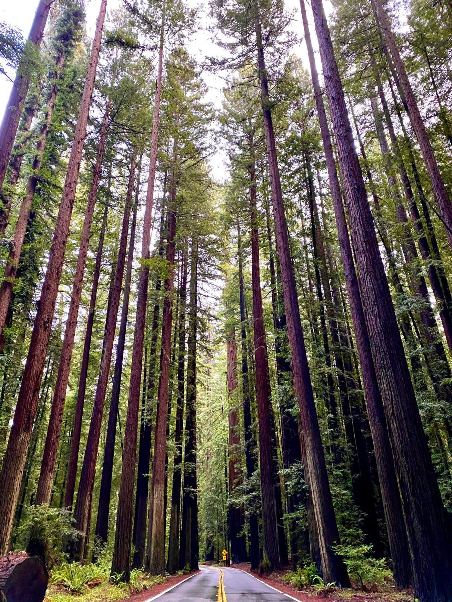 Miranda Avenue Of The Giants Caraway Cottage מראה חיצוני תמונה