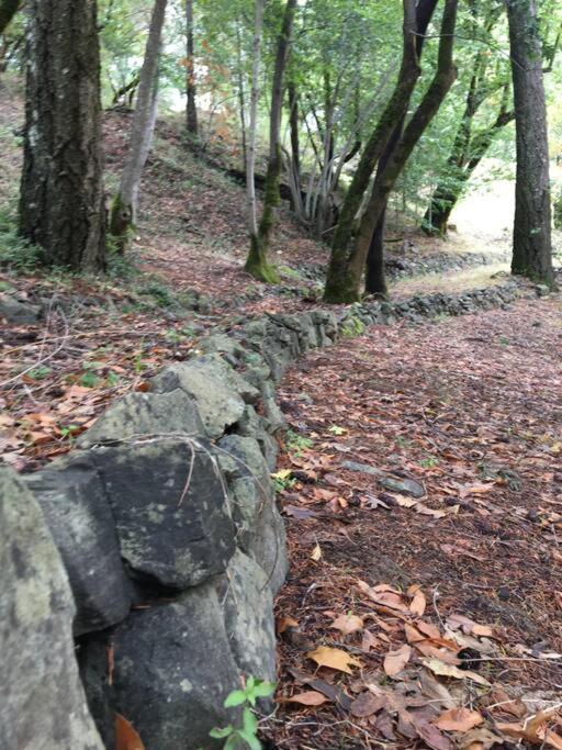 Miranda Avenue Of The Giants Caraway Cottage מראה חיצוני תמונה